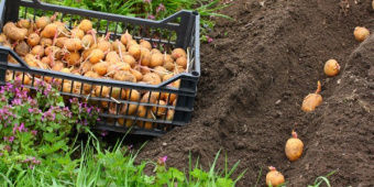 Как посадить и вырастить картофель в открытом грунте?