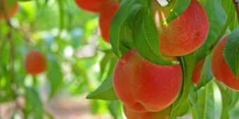 Секреты выращивания персика: посадка и уход