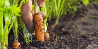 Как правильно посадить и выращивать морковь в открытом грунте?