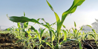 Как посадить и вырастить вкусную кукурузу в открытом грунте?