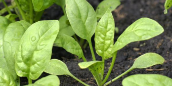 Как вырастить шпинат в открытом грунте: практические рекомендации