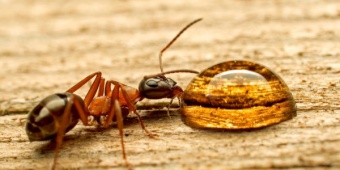 Эффективные средства против муравьев в квартире